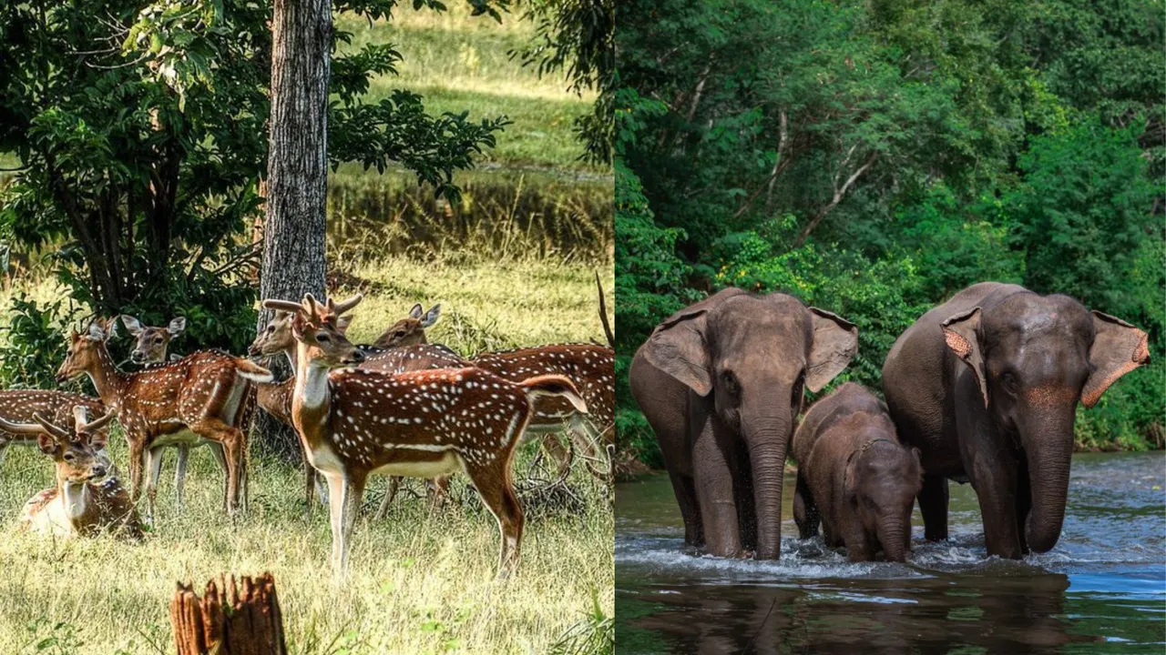 Wildlife Tour Banner