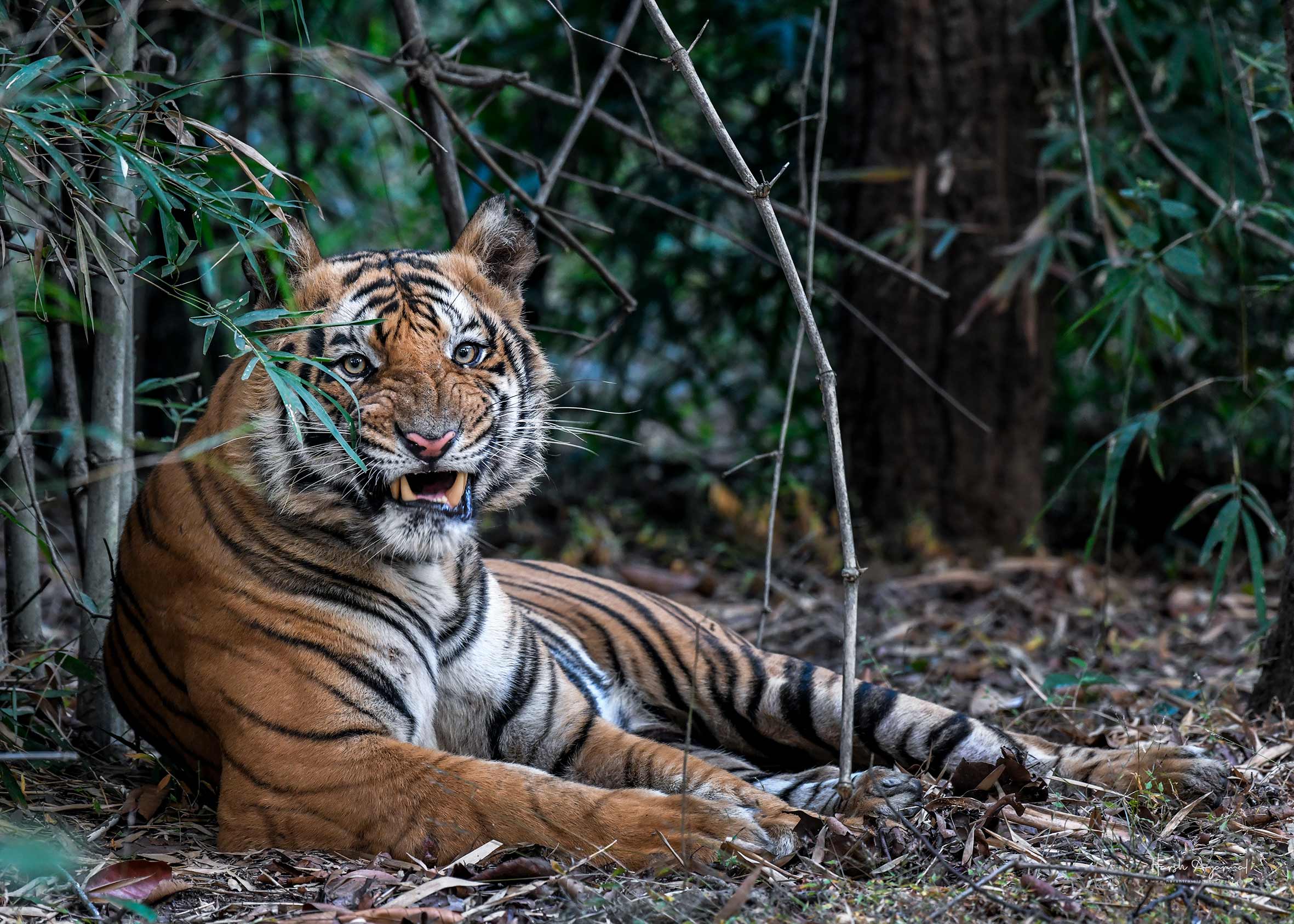 Jaipur & Ranthambore