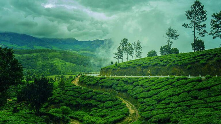 Wayanad Nature