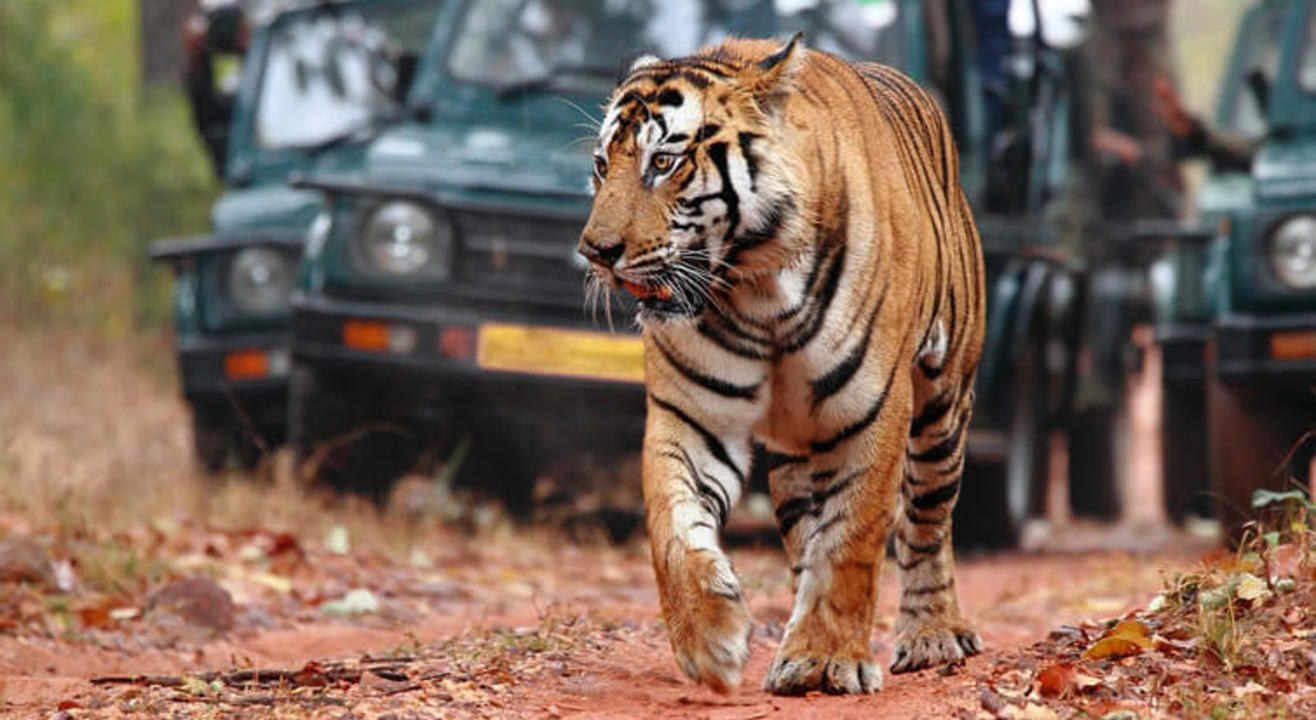 Ranthambore Wildlife