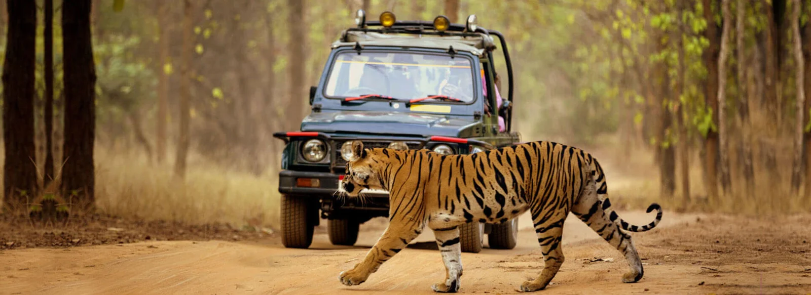 Dudhwa National Park Safari