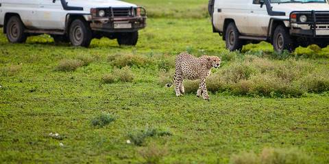 Tanzania Serengeti & Ngorongoro