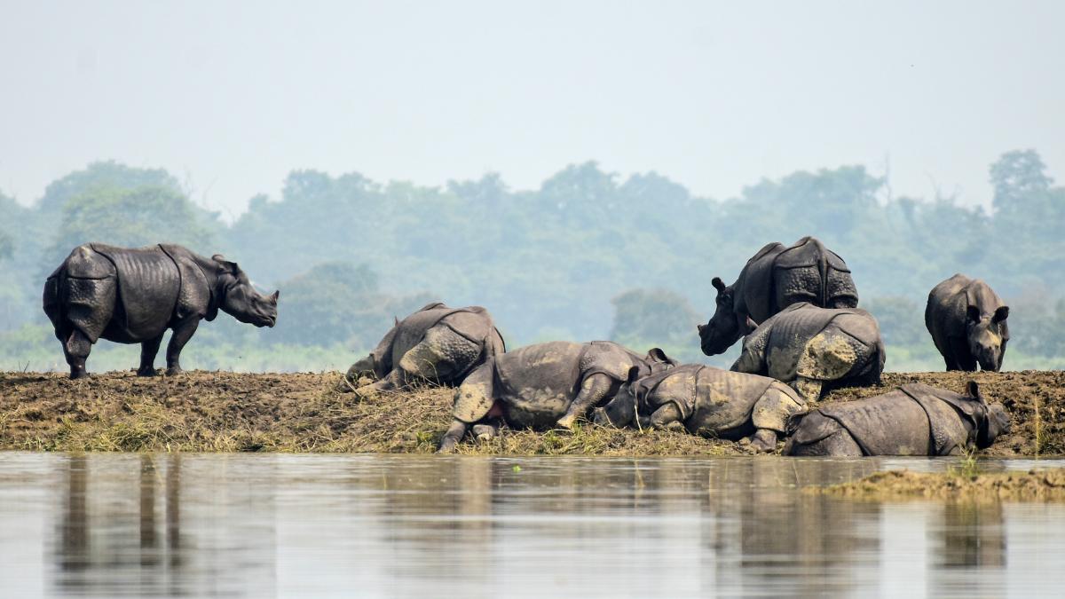 Kaziranga Safari